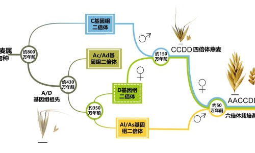 米皮是碳水食物吗-米皮的脂肪网 - 为你提供米皮增肥还是减肥、米皮能减肥吗